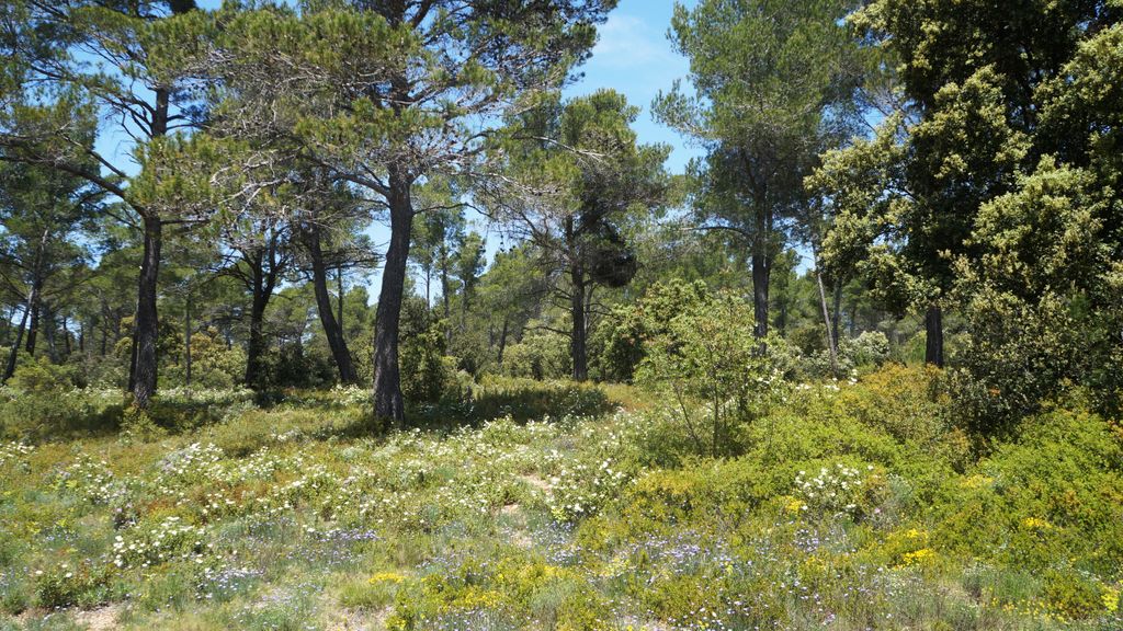 The forest of the St. Victoire, with spring colours