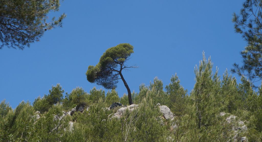 Forest around the St. Victoire, Aix-en-Provence