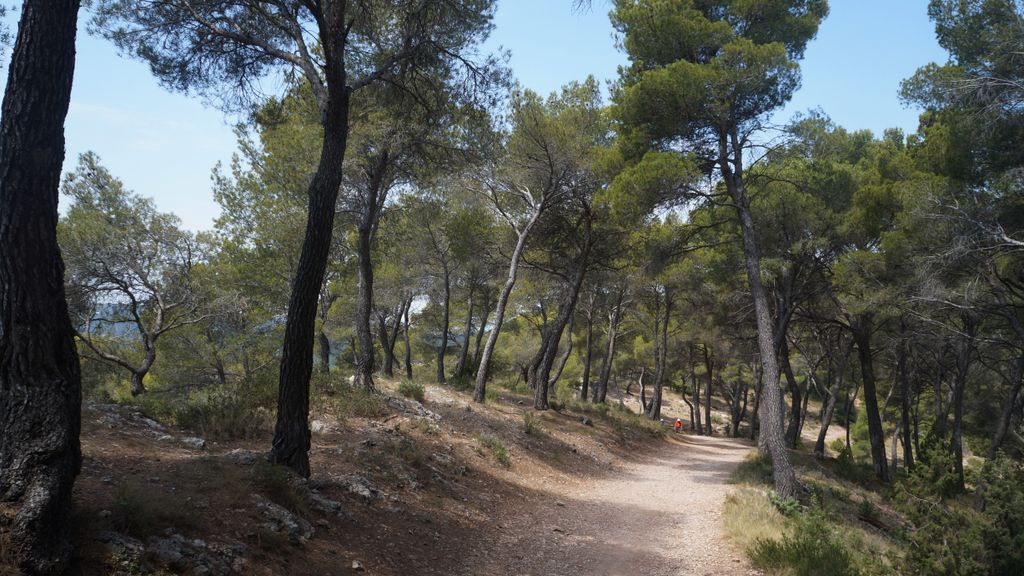 Forest on the side of the St Victoire