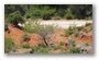 Forest on the slopes of the St Victoire mountain, by le Tholonet, nearby Aix-en-Provence