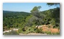 Forest on the St. Victoire by Le Tholonet, nearby Aix-en-Provence