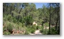 Forest on the St. Victoire by Le Tholonet, nearby Aix-en-Provence