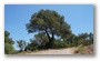 Forest on the St. Victoire by Le Tholonet, nearby Aix-en-Provence