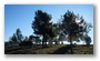 The long shadows of the winter sun... (On the hillside of the St. Victoire)