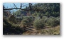 On the hillside of the St. Victoire