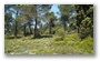 The forest of the St. Victoire, with spring colours