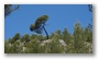 Forest around the St. Victoire, Aix-en-Provence