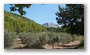 Late summer on the slopes of the Sainte Victoire, Aix-en-Provence