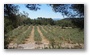 On the slopes of the St. Victoire, nearby Aix-en-Provence