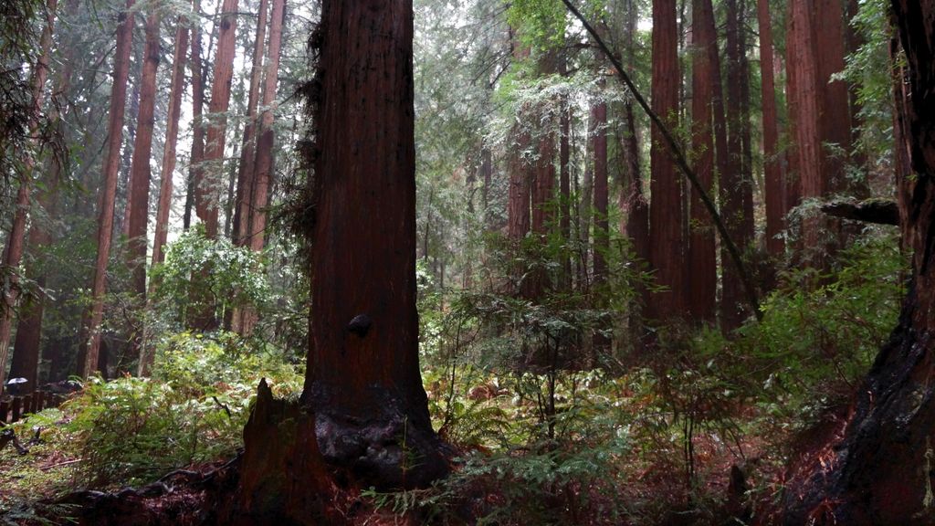 Redwood Forest (Muir Woods National Monument),  nearby San Francisco