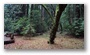 Redwood Forest (Muir Woods National Monument),  nearby San Francisco