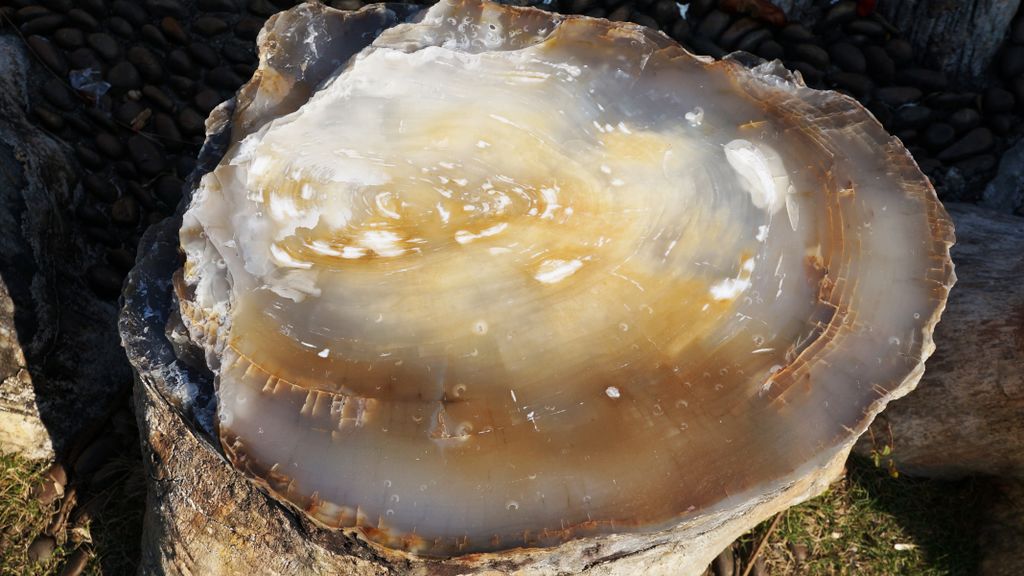 Petrified Forest, Fairly Lake Botanical Garden, Shenzhen, China