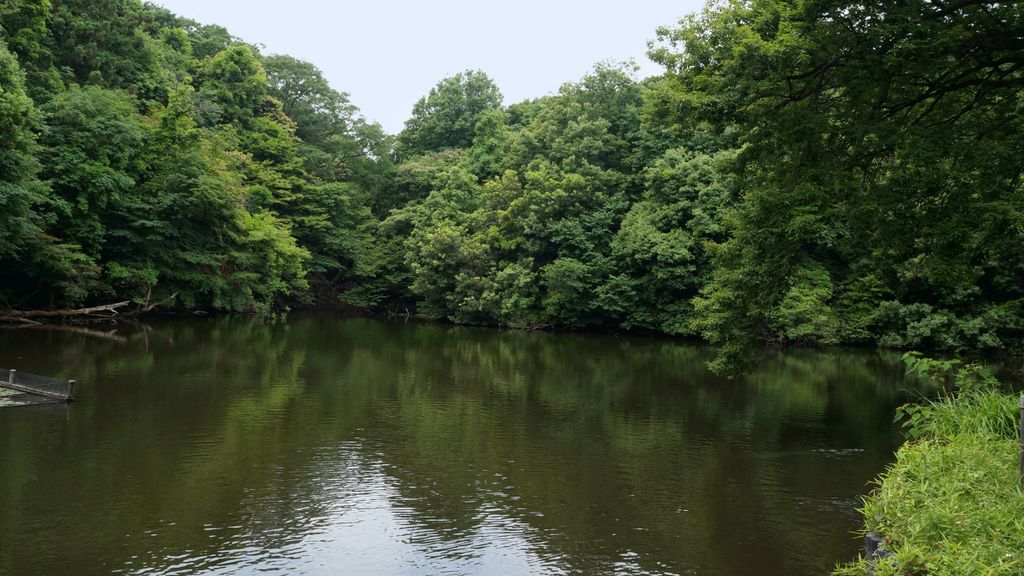 Meiji Shrine Inner Garden, Tokyo, Japan