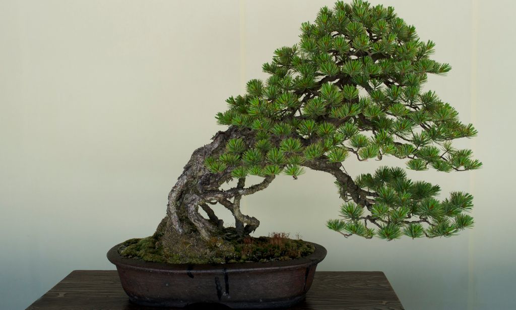 Bonzai exhibition at the Meiji Shrine, Tokyo, Japan