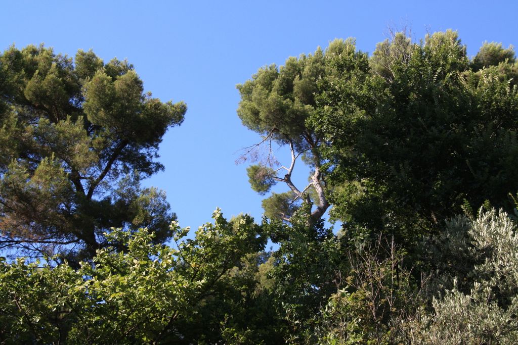 Trees in Provence (in Aix-en-Provence, France)
