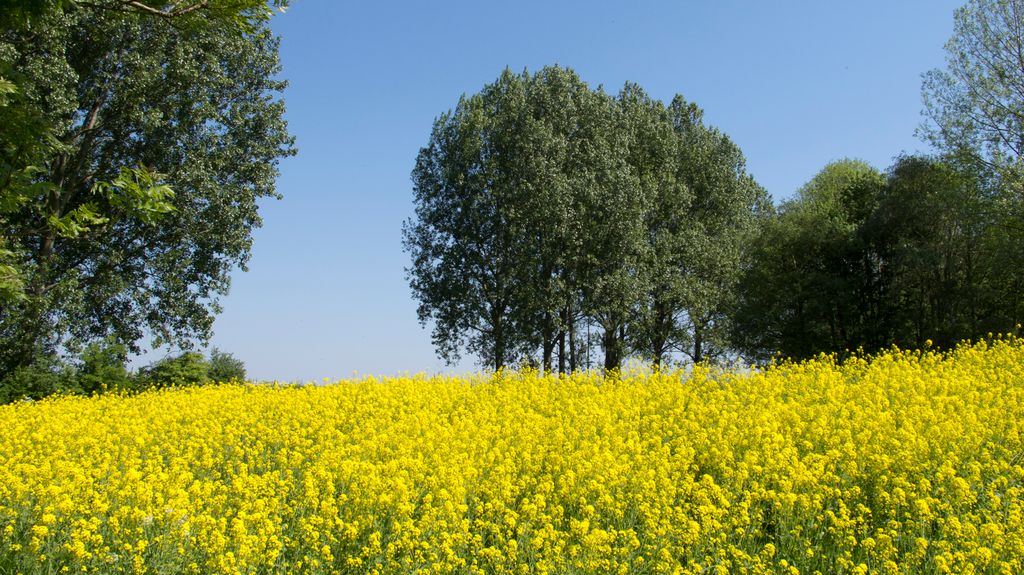 The Dutch countryside in spring (looks like summer...)