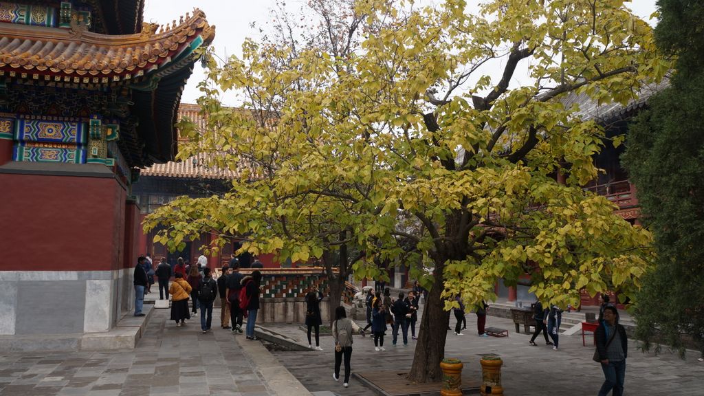 Lama Temple, Beijing