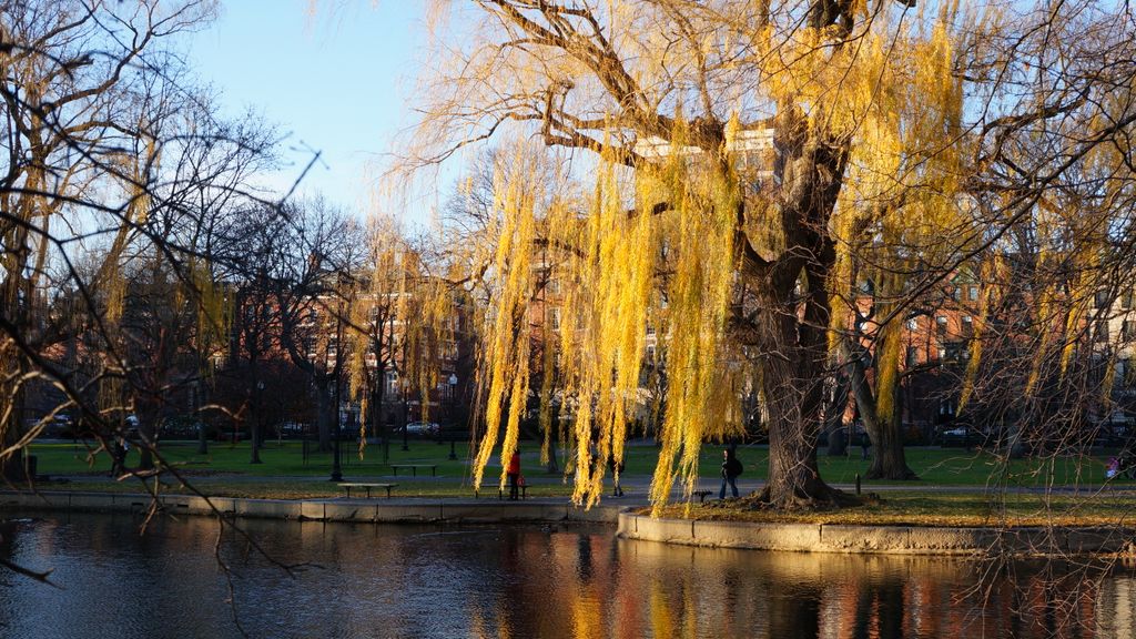 Boston Public Gardens