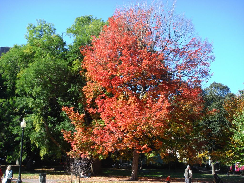 Boston Commons