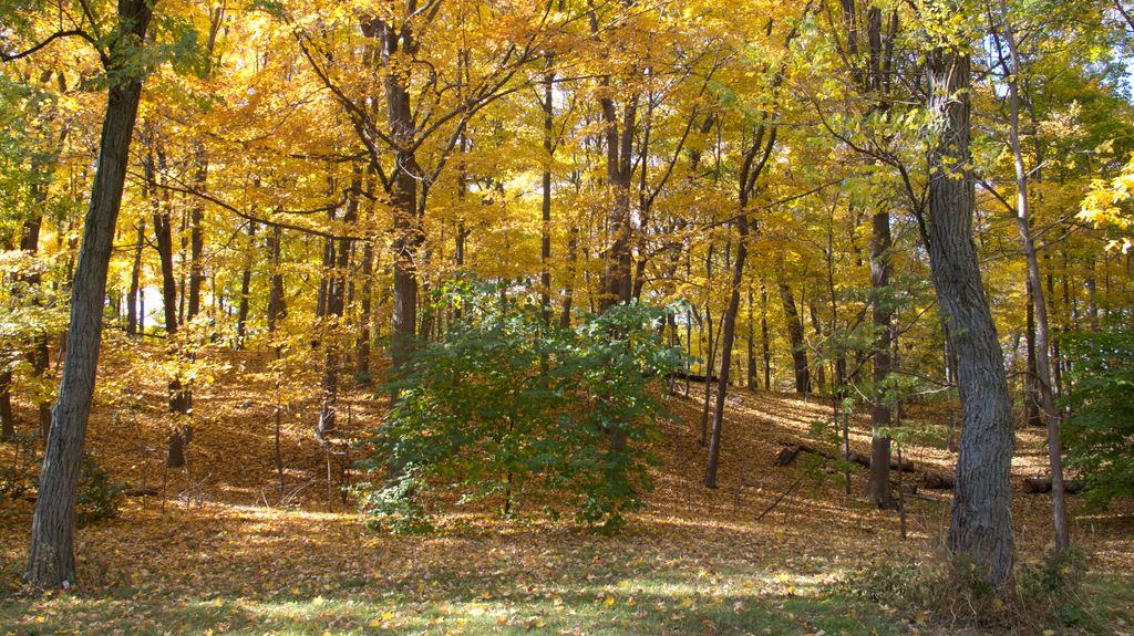 Arnold Arboretum by Roslindale, by Boston