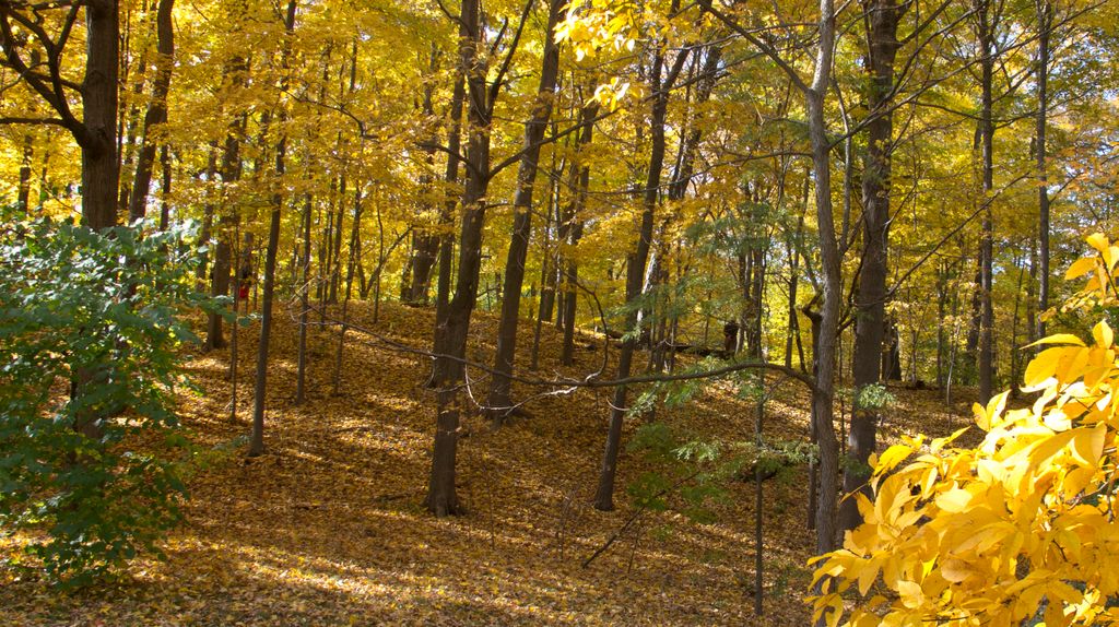 Arnold Arboretum by Roslindale, by Boston