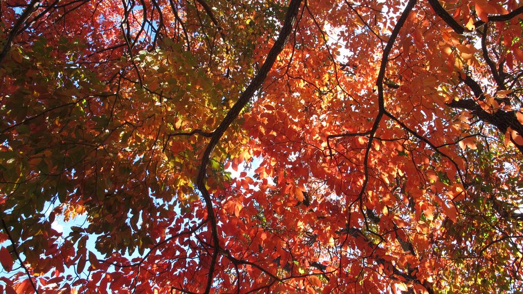 Arnold Arboretum by Roslindale, by Boston