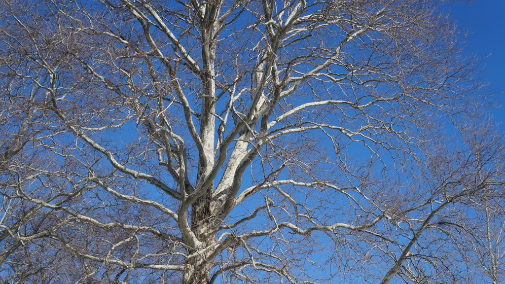 Arnold Arboretum, Boston, on a beautiful winter day