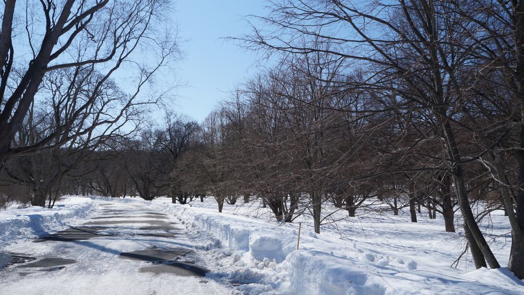 Arnold Arboretum, Boston