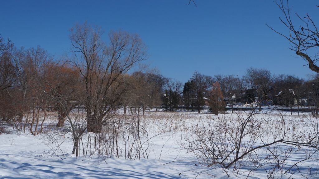 Arnold Arboretum, Boston