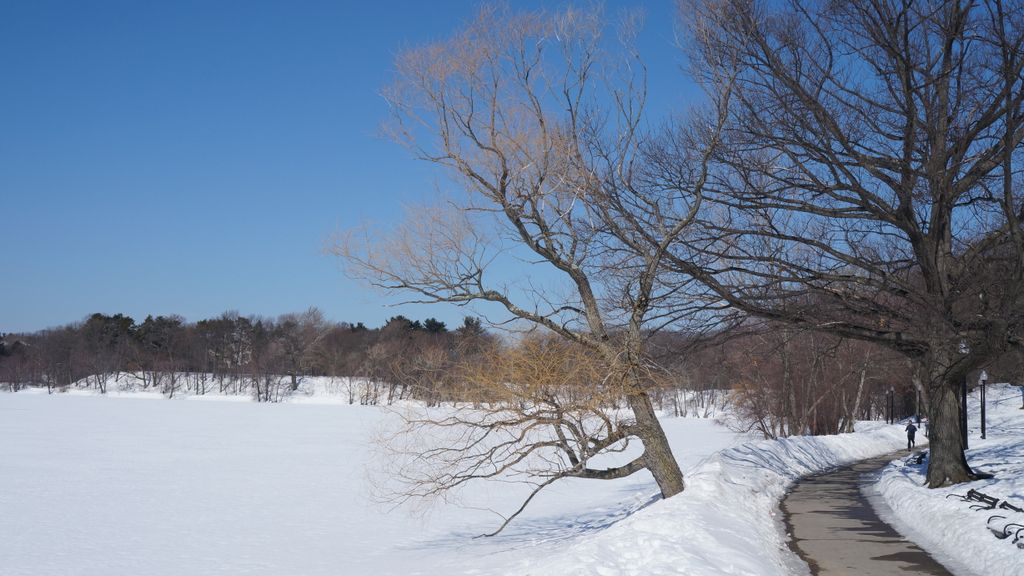 Jamaica Pond, Boston