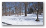 Arnold Arboretum, Boston, on a beautiful winter day