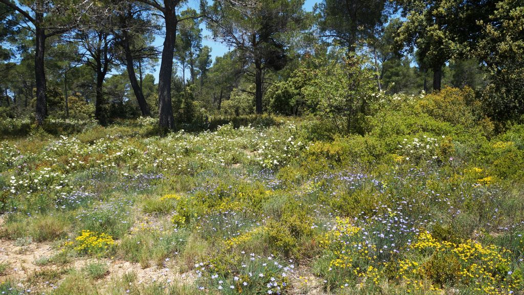 The forest of the St. Victoire, with spring colours