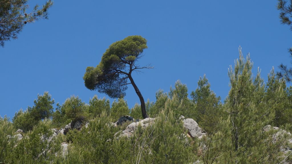 Forest around the St. Victoire, Aix-en-Provence