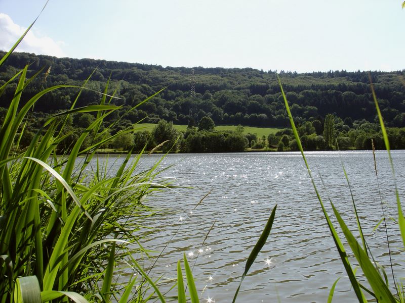 The forest around the lake of Echternach