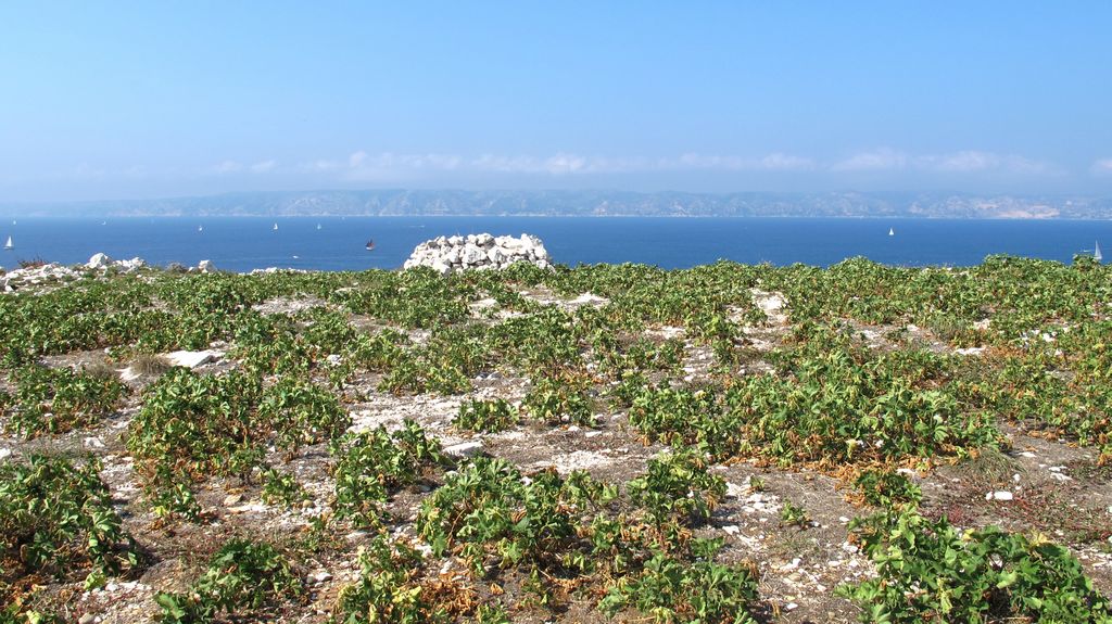 Frioul Island, Marseille