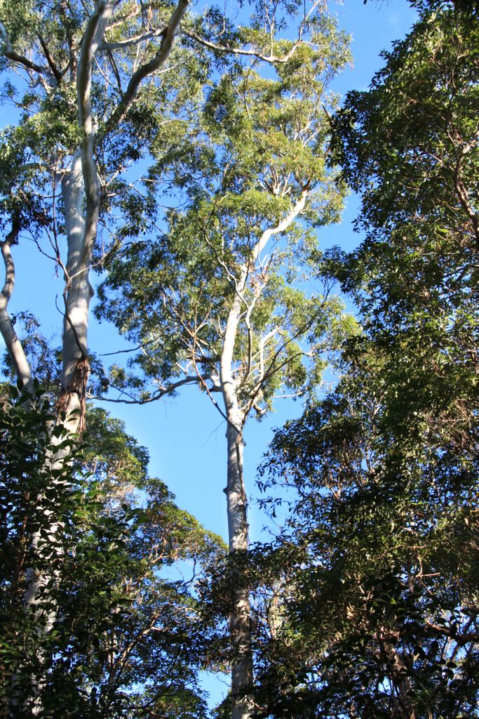 Queensland, Australia, Eucalyptus forest