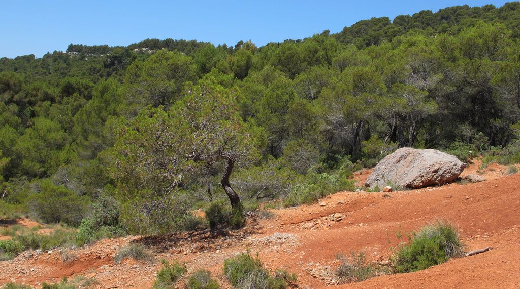 Forest on the slopes of the St Victoire mountain, by le Tholonet, nearby Aix-en-Provence
