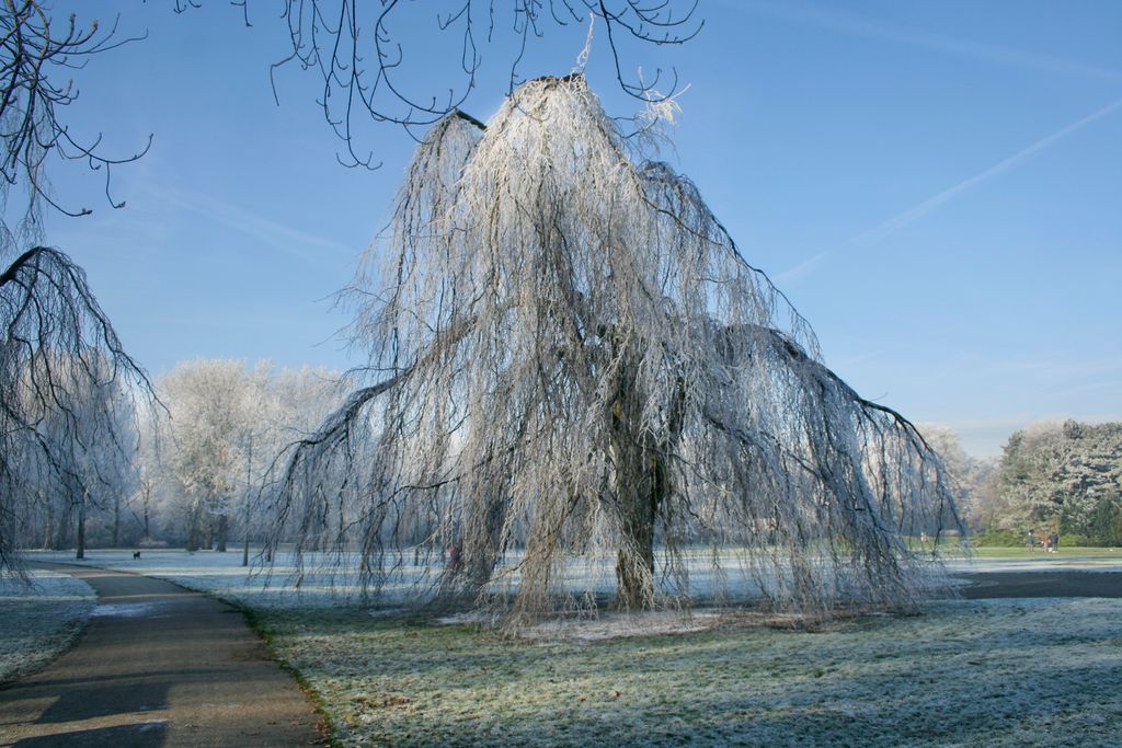 Winter in Beatrixpark, Amsterdam