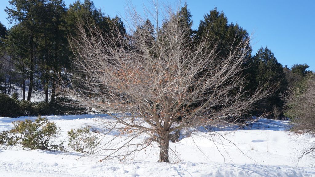 Arnold Arboretum, Boston, on a beautiful winter day