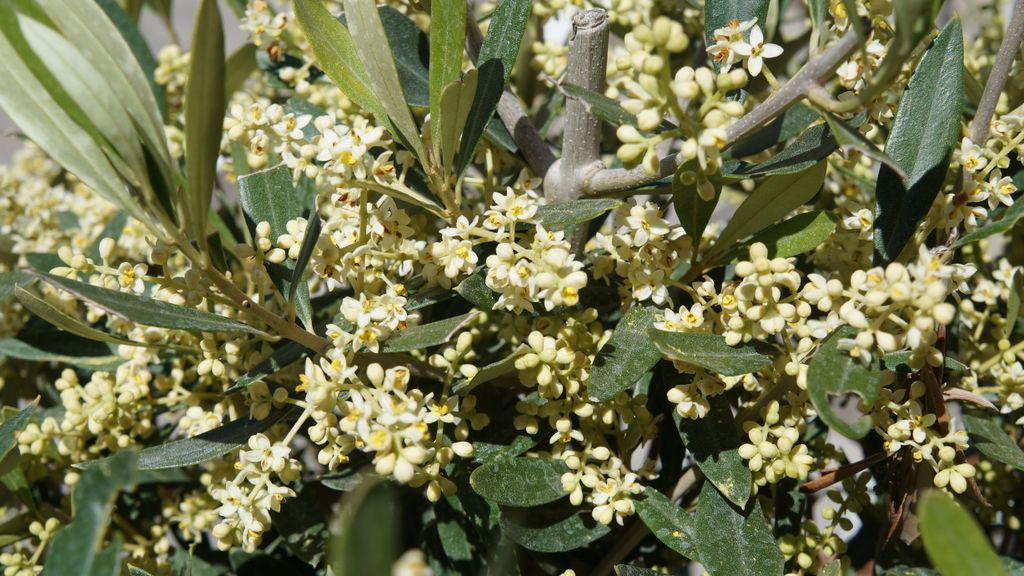 Closeup of an olive tree in May...