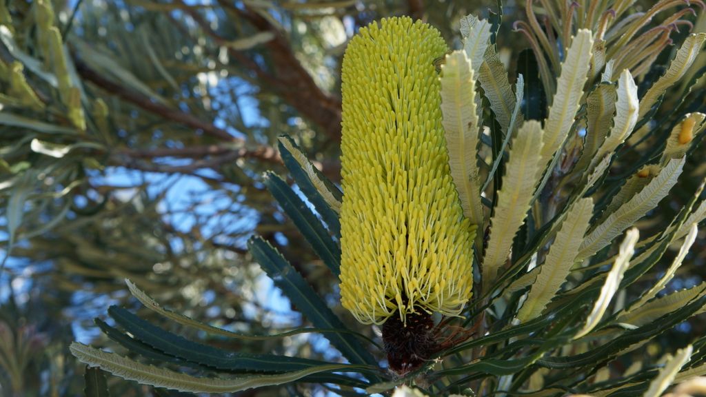 Kings Park, Perth