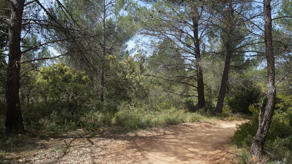 The forest of the St. Victoire, with spring colours