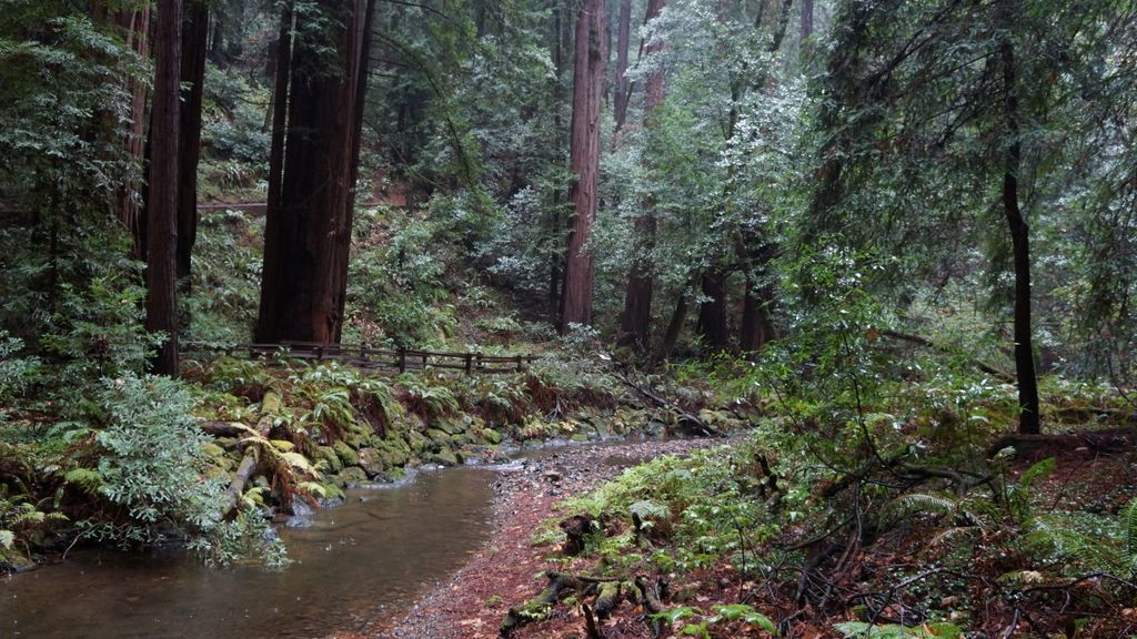 Redwood Forest (Muir Woods National Monument),  nearby San Francisco
