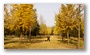 Park of the Temple of Heaven, Beijing; one of the iconic places of the City, extremely popular for people of Beijing...