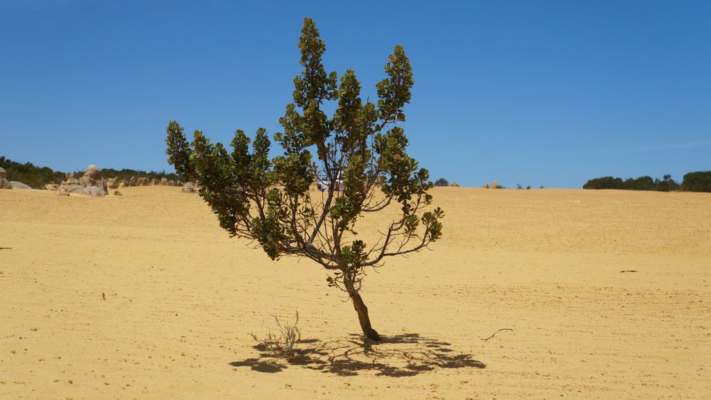 The Pinnacles, Nambung National Park, north of Perth