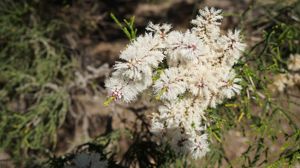 Kings Park, Perth