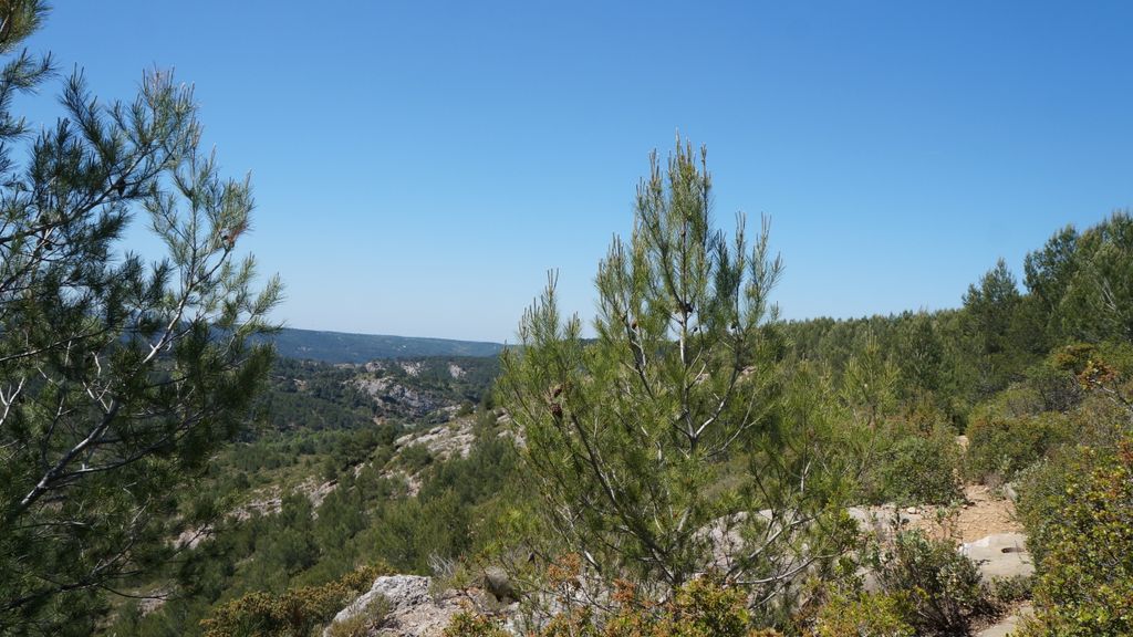 bIn the forest on the side of the St Victoire, Aix-en-Provence