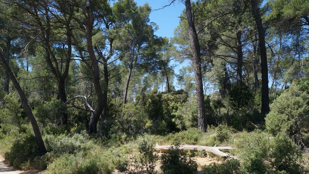 bIn the forest on the side of the St Victoire, Aix-en-Provence