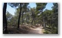 Forest on the side of the St Victoire