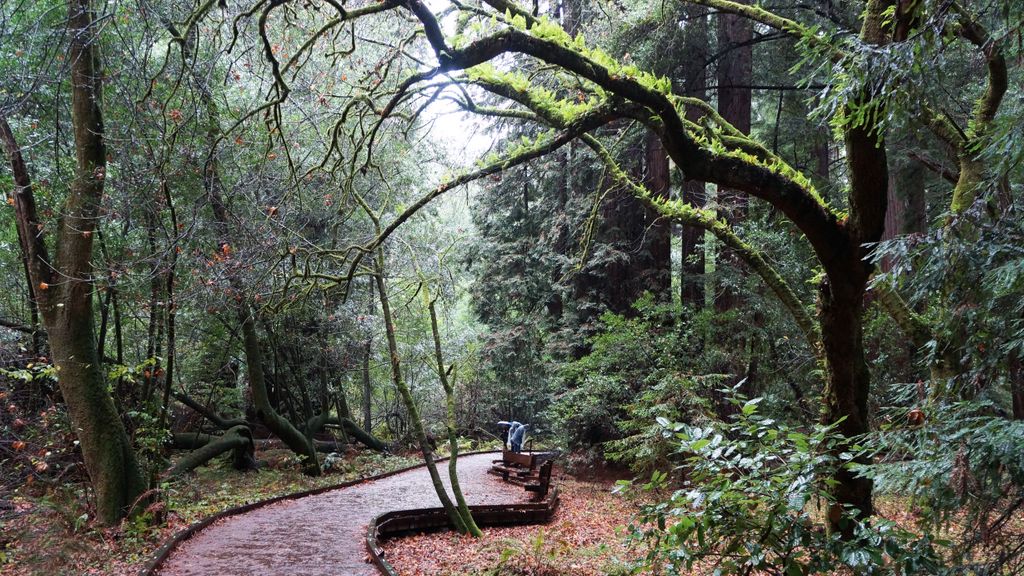 Redwood Forest (Muir Woods National Monument),  nearby San Francisco